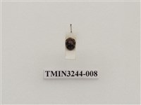 藏品(茄二十八星瓢蟲)的圖片